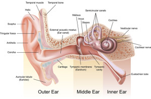 anatomy-of-ear